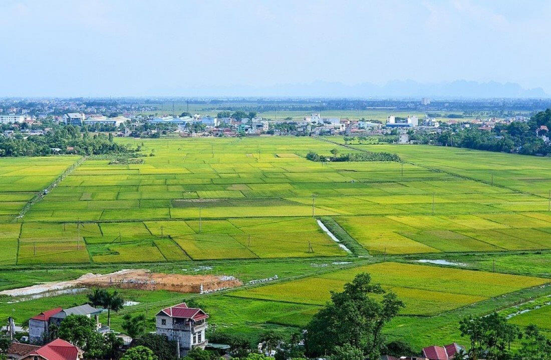 Có nên mua đất trồng lúa? Lợi ích và rủi ro | Tập Đoàn Trần Anh Group