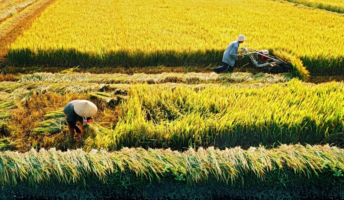 Đất trồng lúa là gì? Điều bạn cần biết